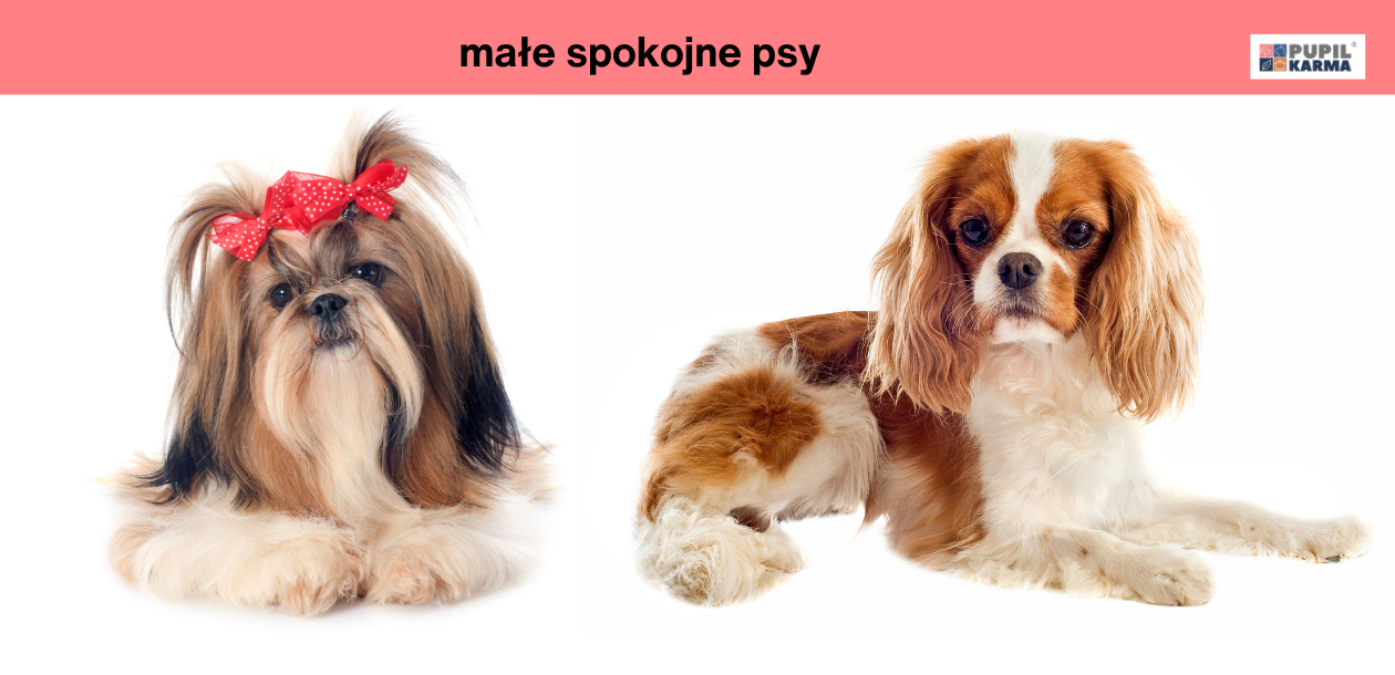 11 najspokojniejszych ras psów! Małe spokojne psy. Na obrazku przedstawiono dwie małe, spokojne rasy psów: Shih Tzu oraz Cavalier King Charles Spaniel. U góry po prawej stronie widać logo pupilkarma.